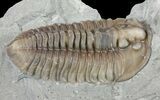 Flexicalymene Trilobite - Ohio #61044-2